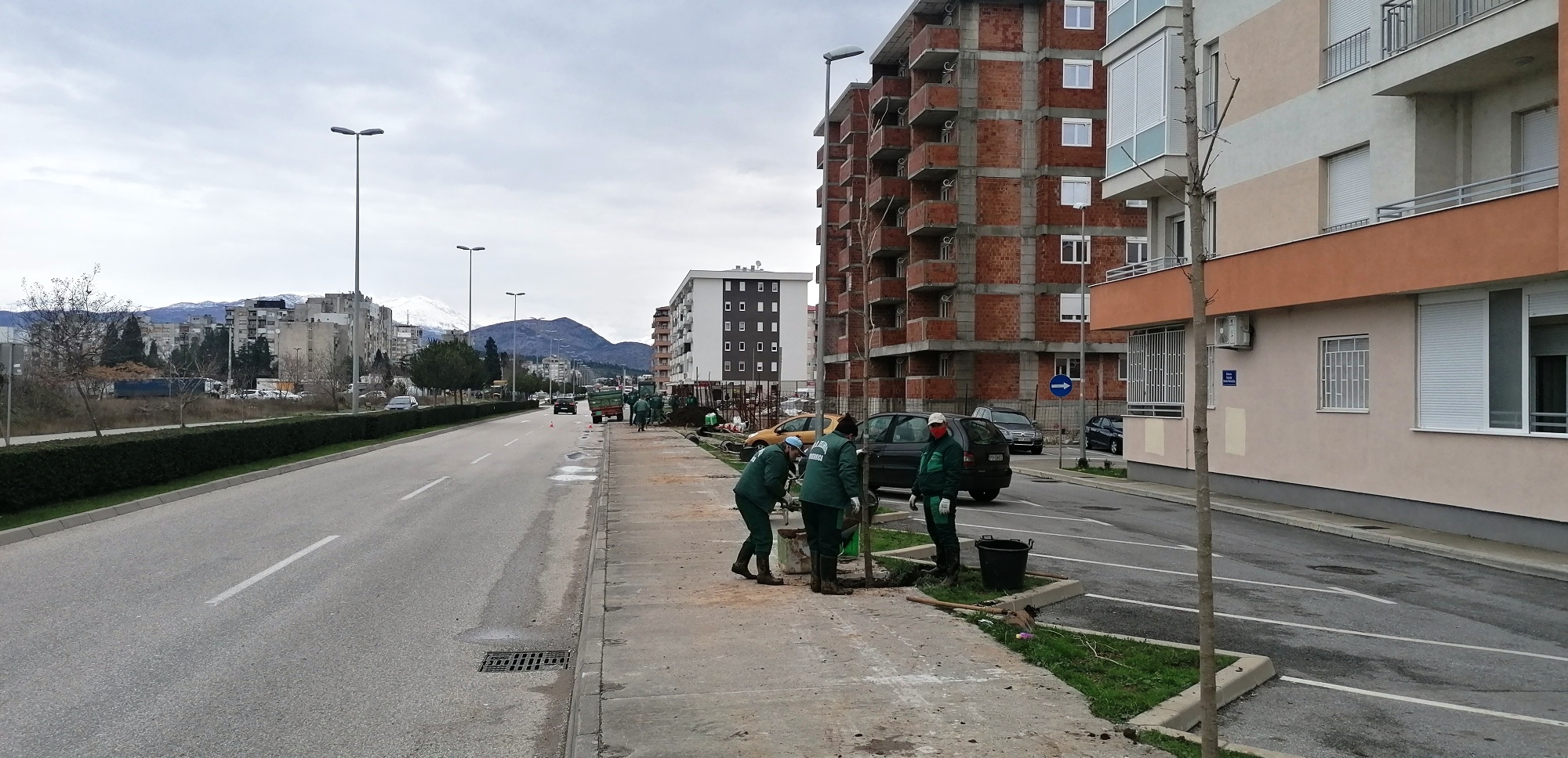 Bulevar Stanka Radonjića dobija novi drvored od 63 odrasle sadnice