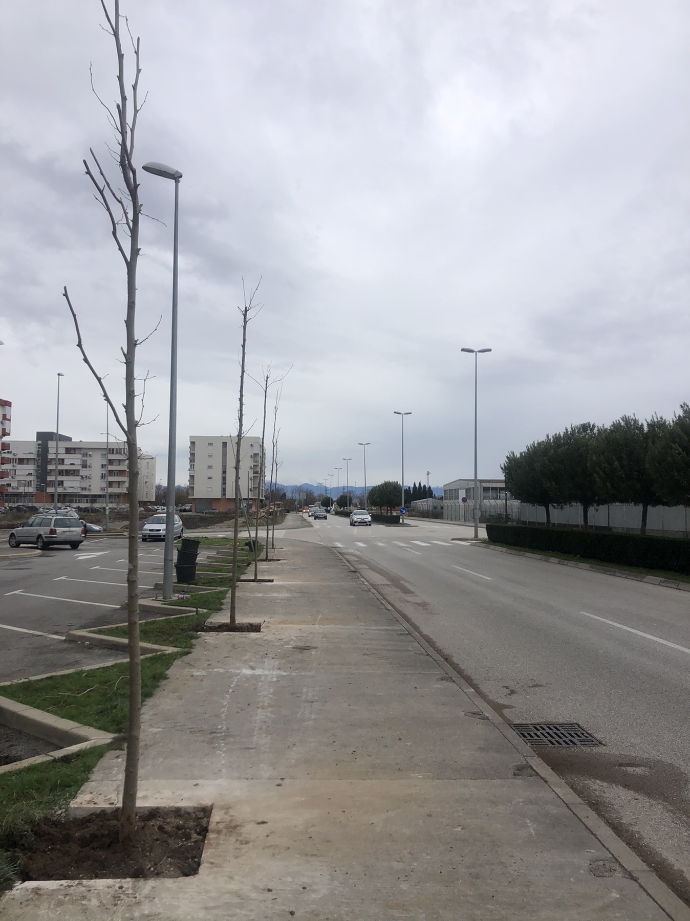 Bulevar Stanka Radonjića dobija novi drvored od 63 odrasle sadnice