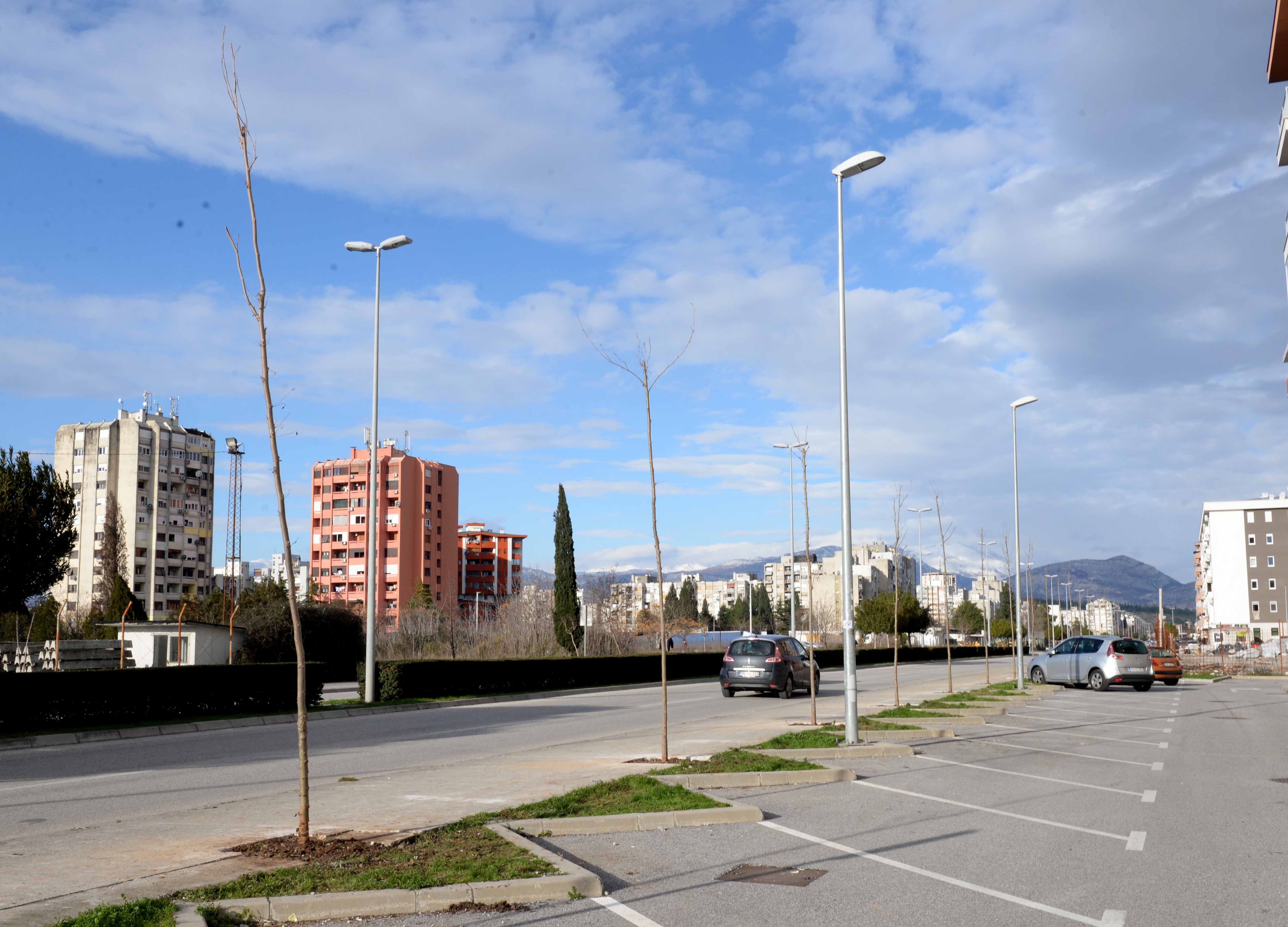Bulevar Stanka Radonjića dobija novi drvored od 63 odrasle sadnice