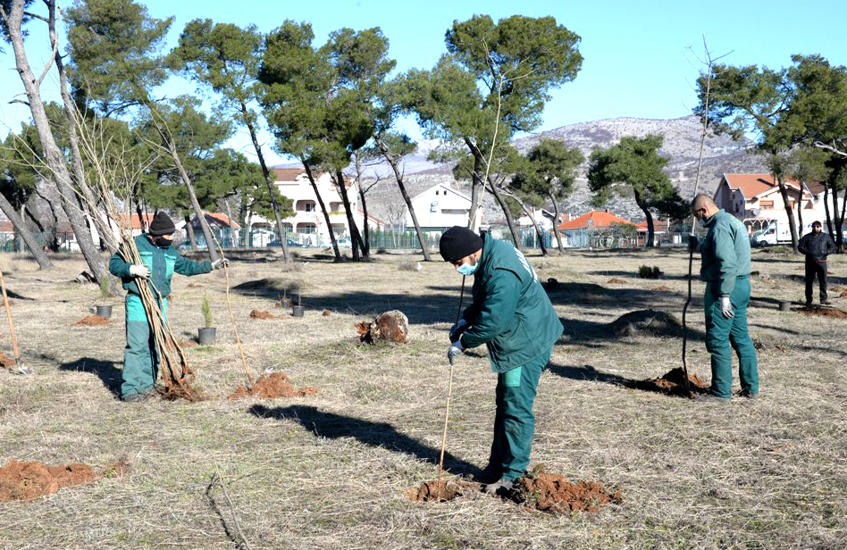 Akcija pošumljavanja; Park-šuma Zlatica od danas bogatija za 500 sadnica