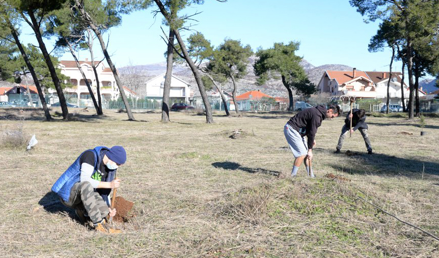 Akcija pošumljavanja; Park-šuma Zlatica od danas bogatija za 500 sadnica