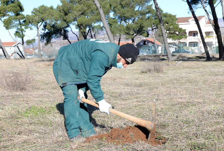 Akcija pošumljavanja; Park-šuma Zlatica od danas bogatija za 500 sadnica