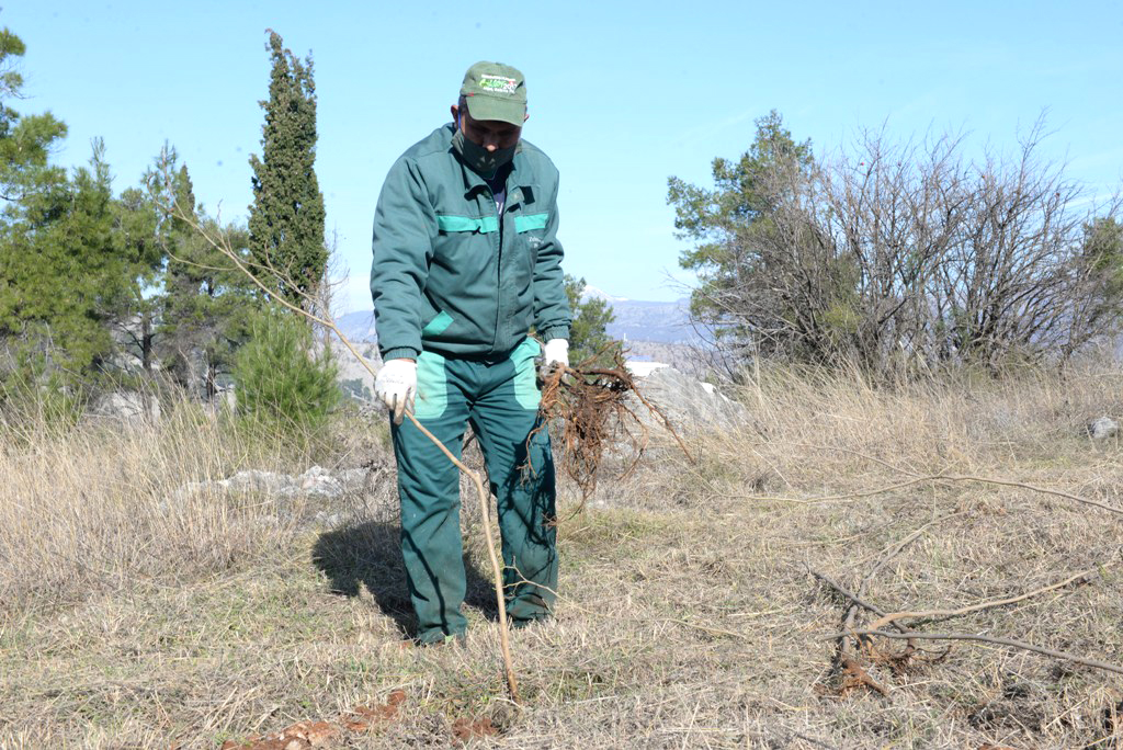 Realizovana još jedna akcija pošumljavanja - Na Gorici posađeno 500 sadnica