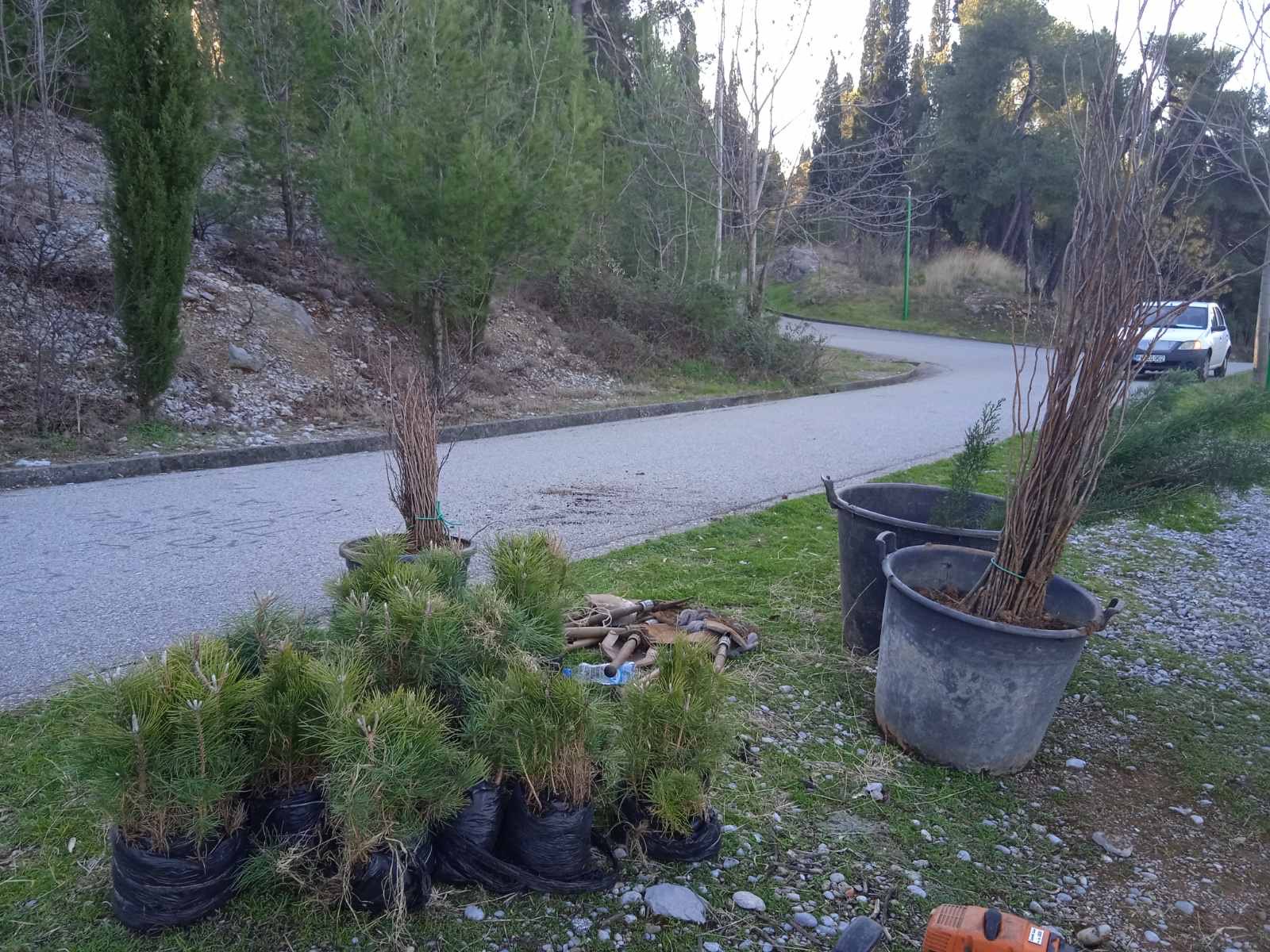 Realizovana još jedna akcija pošumljavanja; Park-šuma Ljubović bogatija za 500 sadnica