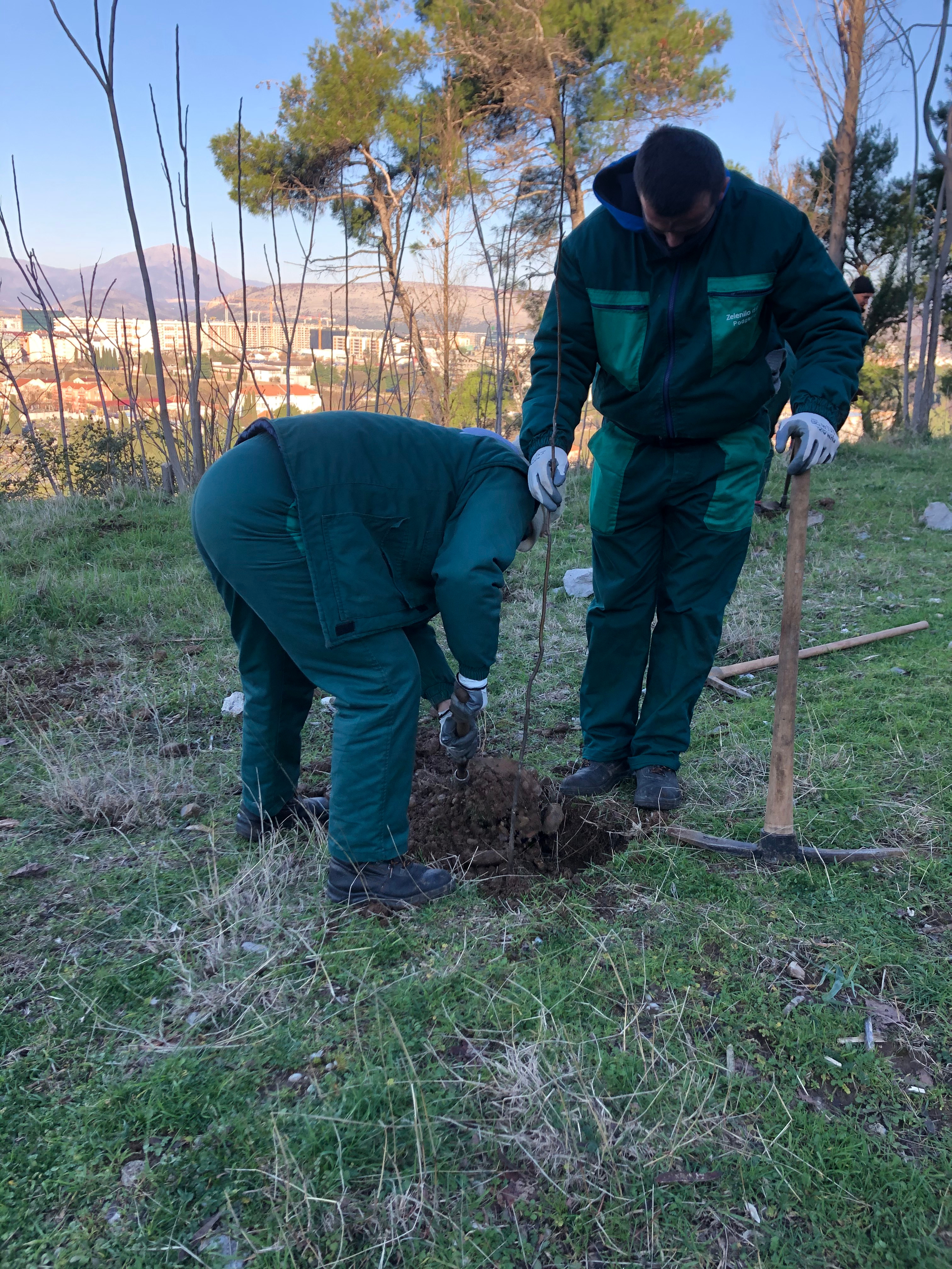 Realizovana još jedna akcija pošumljavanja; Park-šuma Ljubović bogatija za 500 sadnica