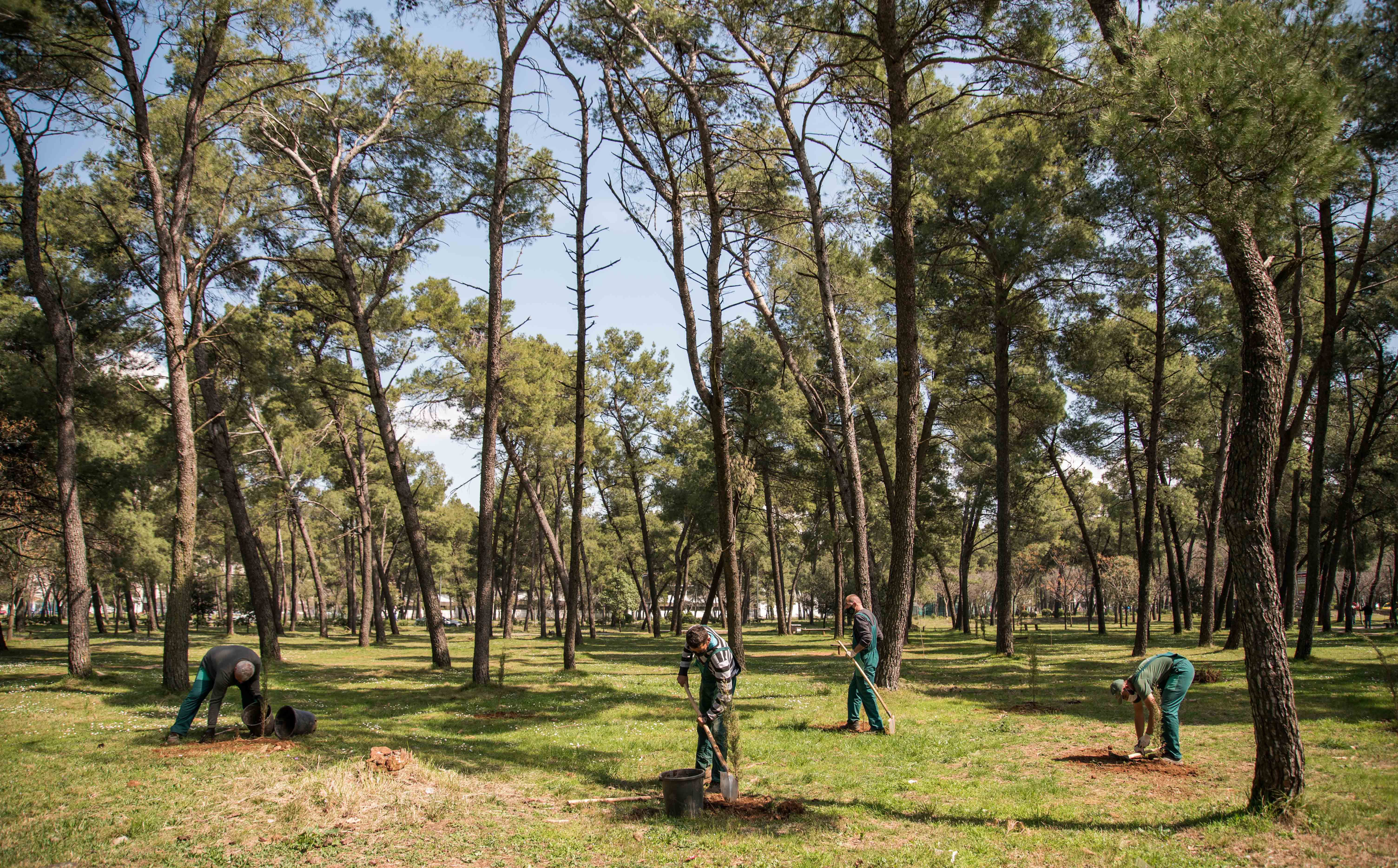 Akcija Zelenila i kompanije Telemah: Park šuma Tološi dobila još 500 novih sadnica