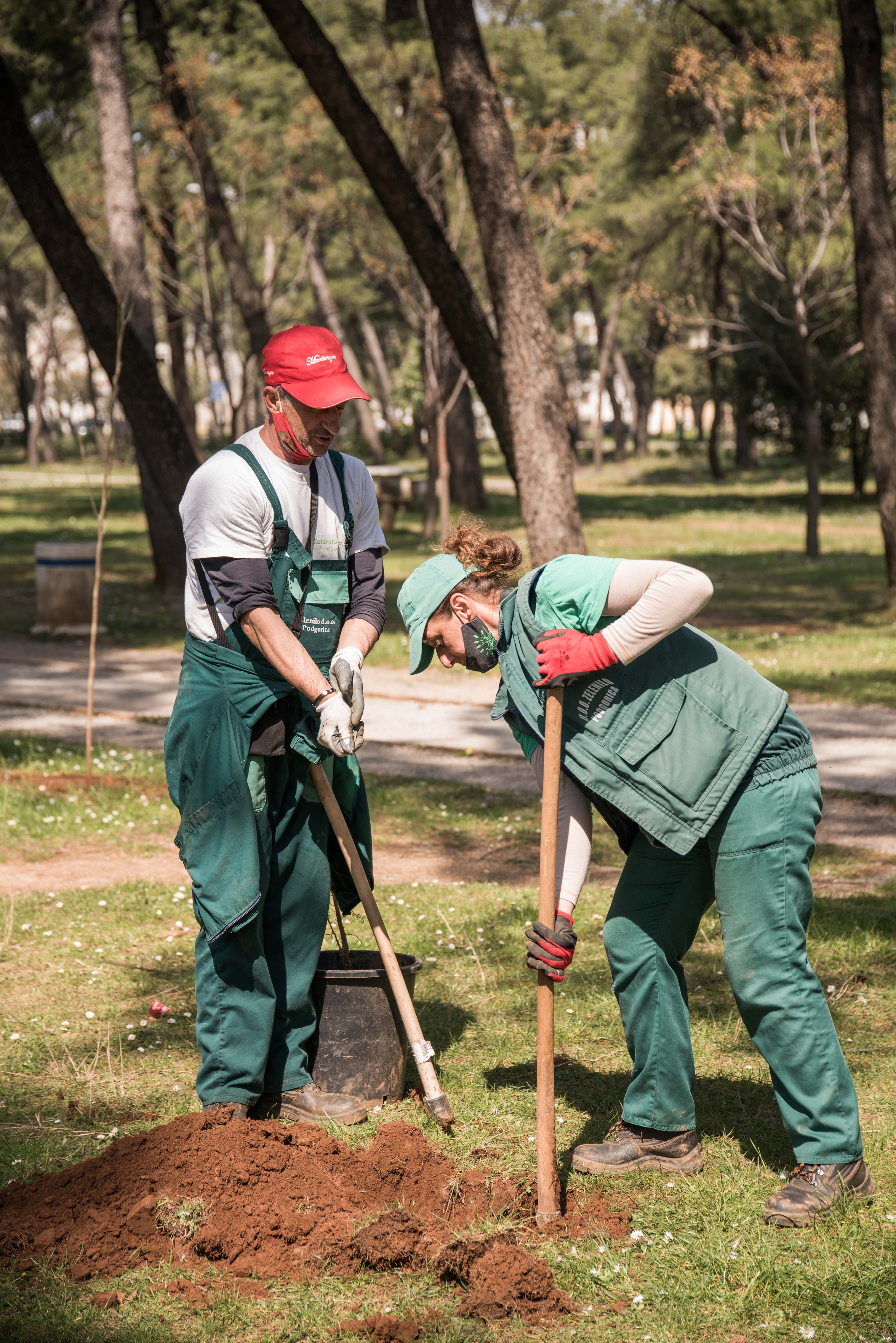 Akcija Zelenila i kompanije Telemah: Park šuma Tološi dobila još 500 novih sadnica