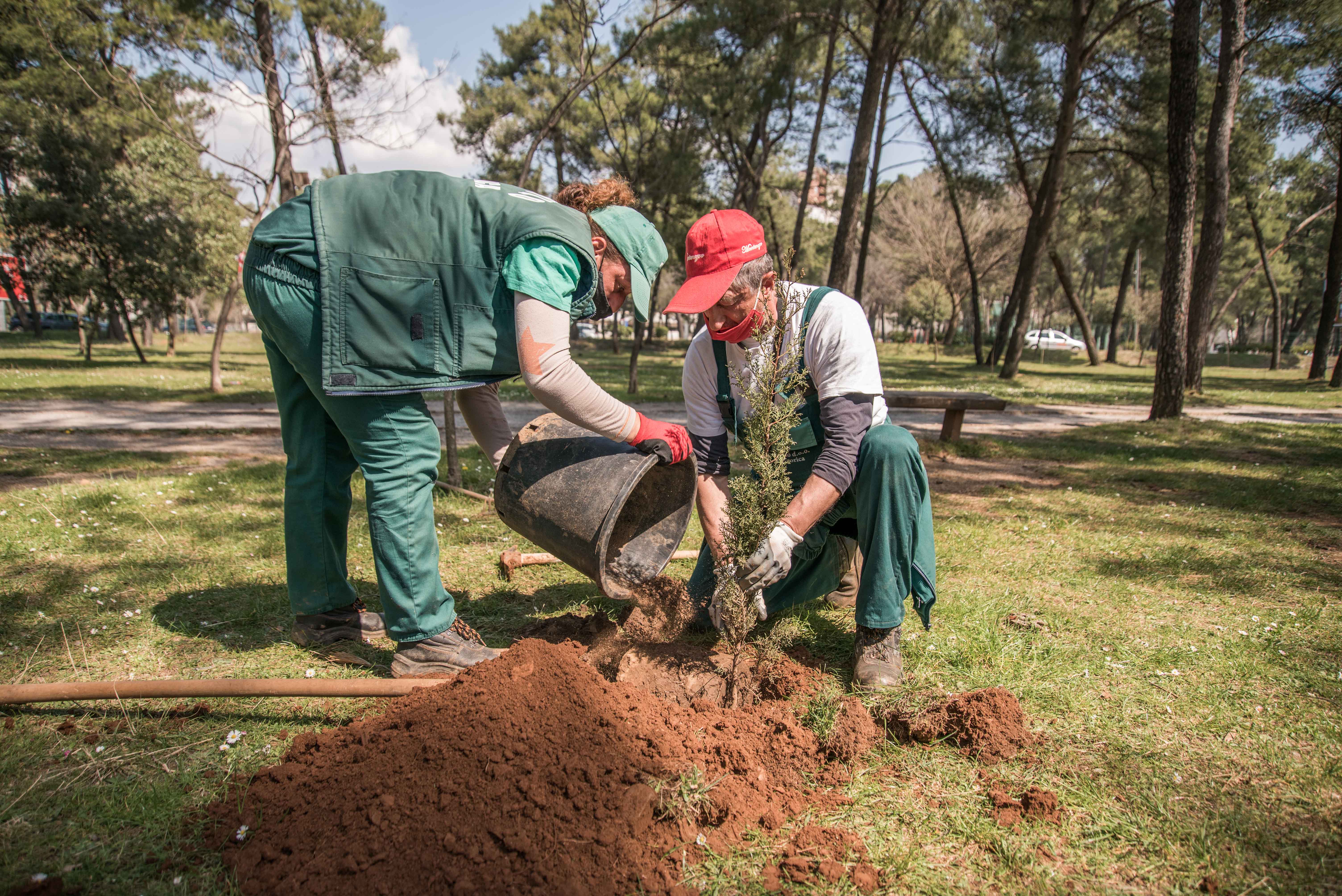 Akcija Zelenila i kompanije Telemah: Park šuma Tološi dobila još 500 novih sadnica