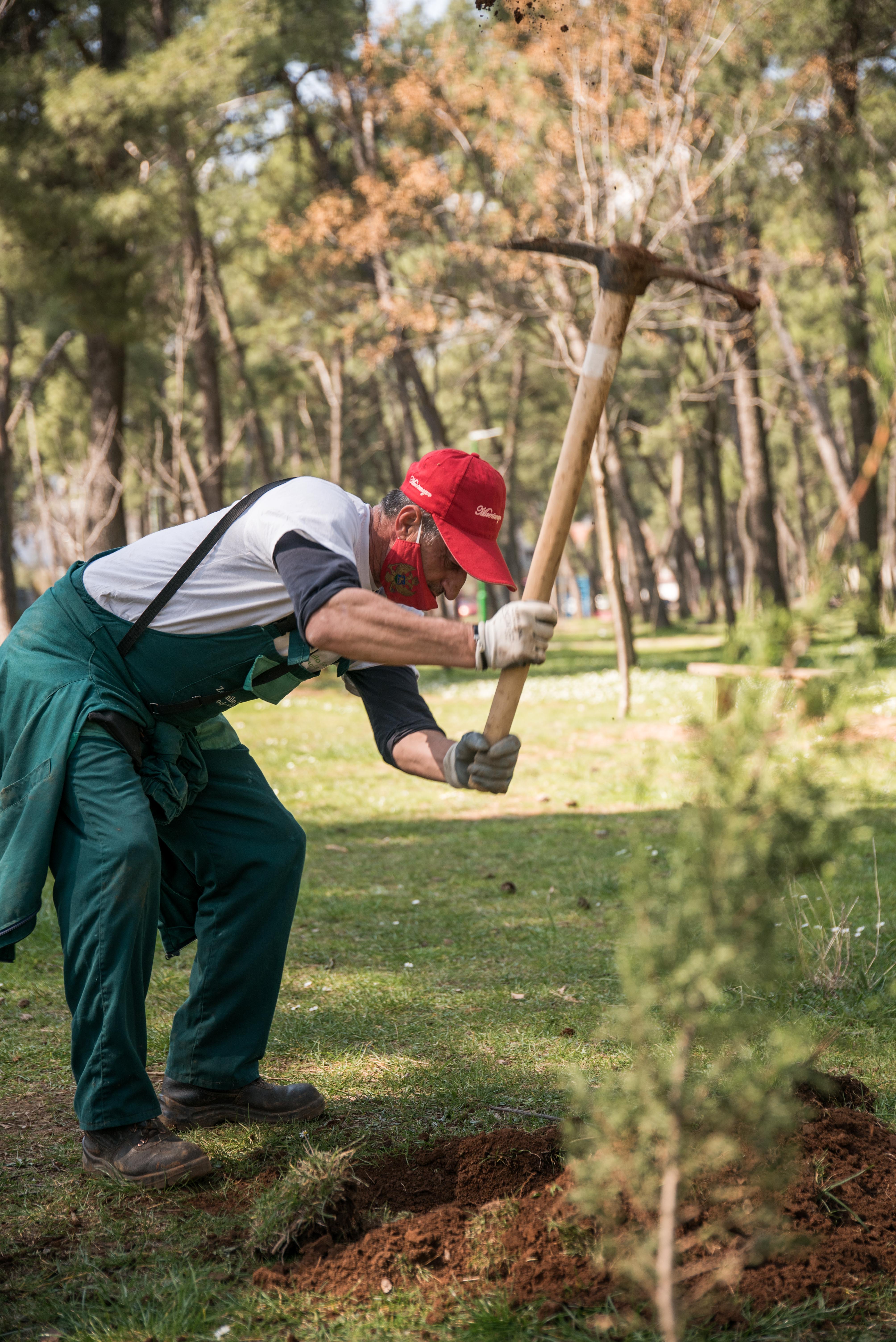 Akcija Zelenila i kompanije Telemah: Park šuma Tološi dobila još 500 novih sadnica