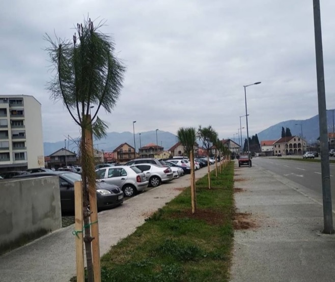 Formiranje drvoreda u Ulici dr Ibrahima Koristovića