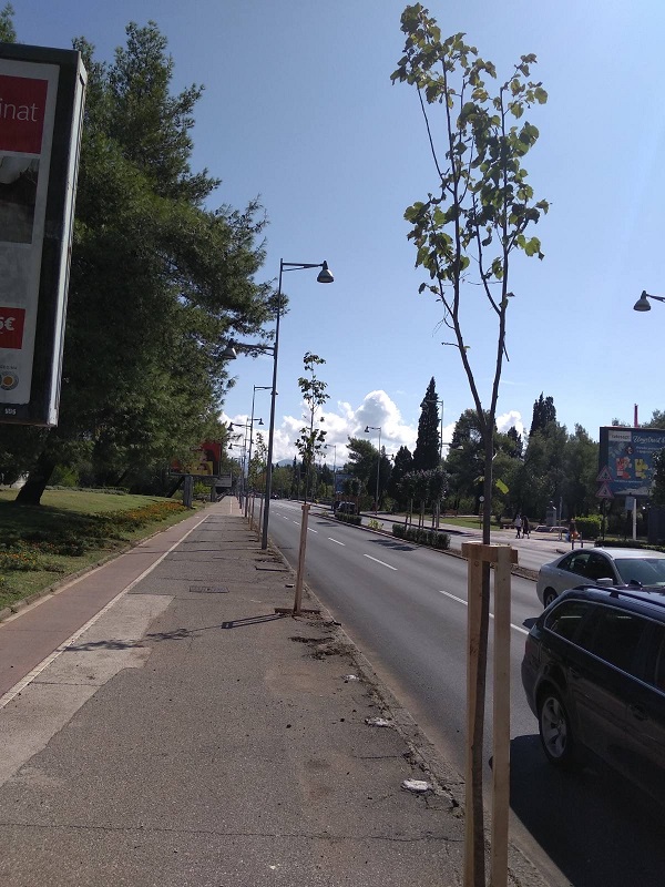 A new tree-line on Svetog Petra Cetinjskog Boulevard