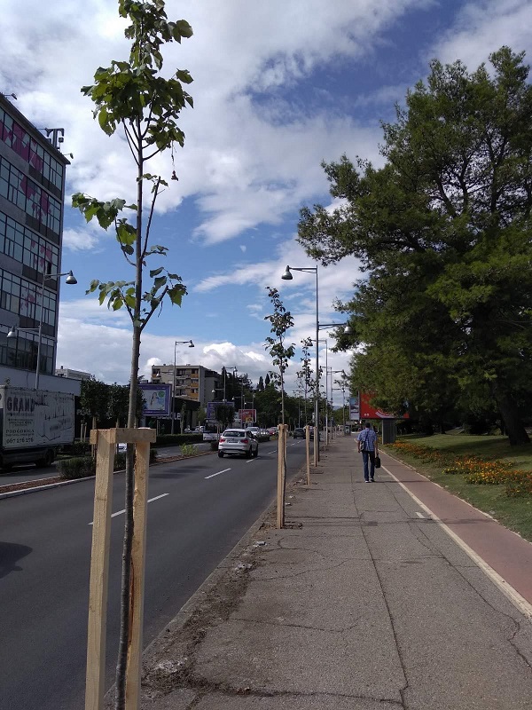 A new tree-line on Svetog Petra Cetinjskog Boulevard
