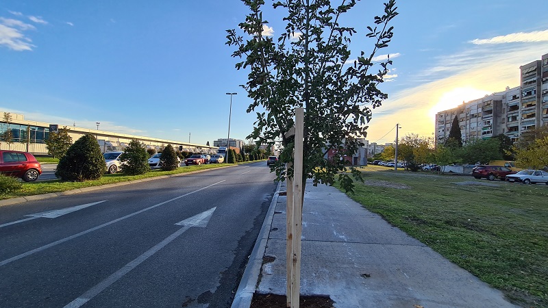 Podgorica part of the regional initiative “Tree of friendship”, Ibrahima Dreševića Street got a new tree line