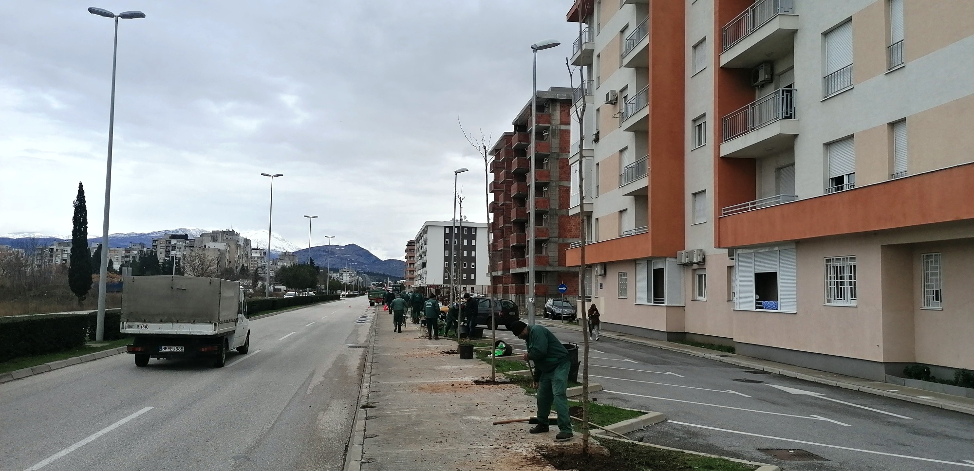Stanko Radonjić Boulevard gets a new tree line of 63 adult seedlings