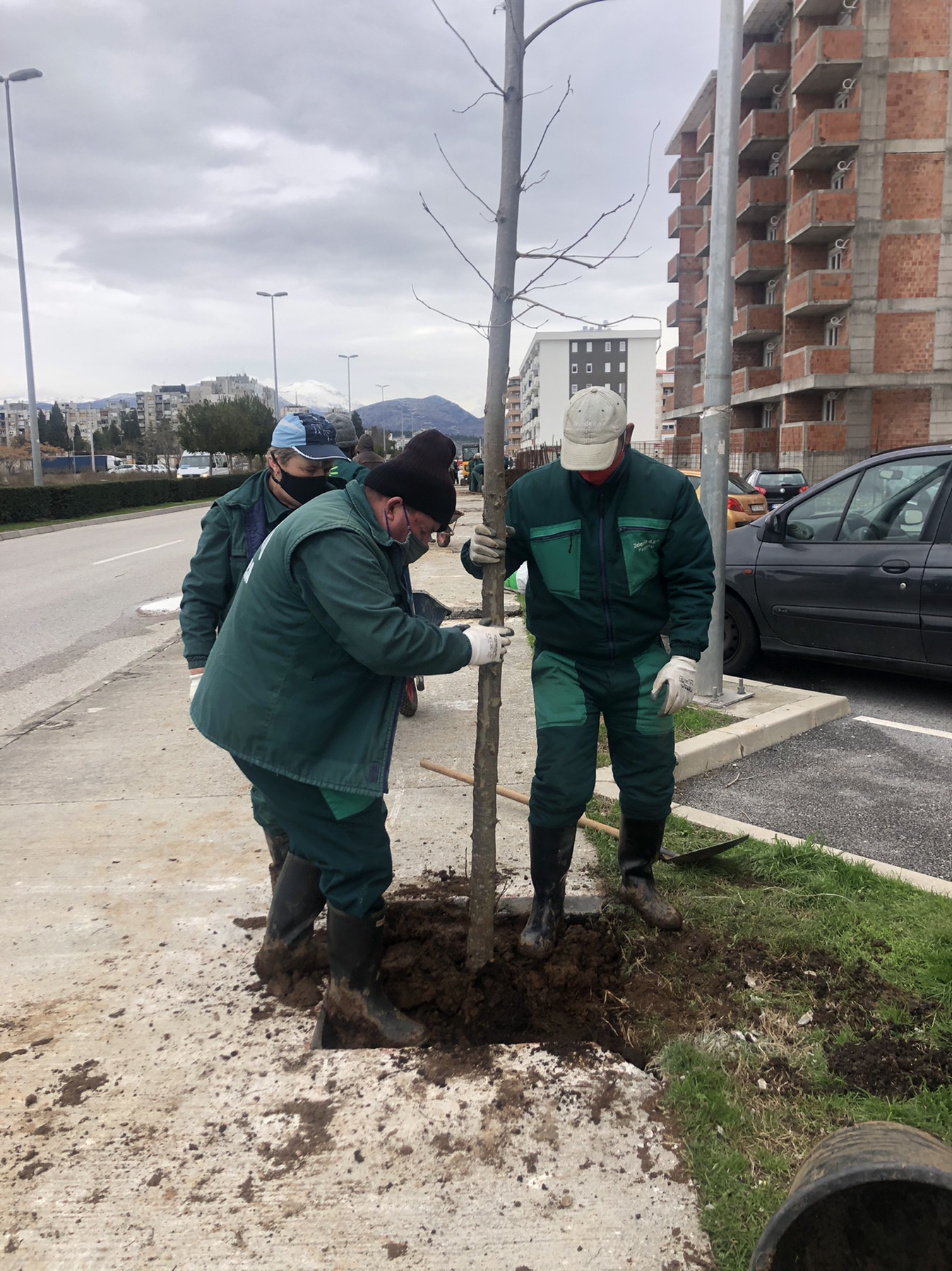 Stanko Radonjić Boulevard gets a new tree line of 63 adult seedlings