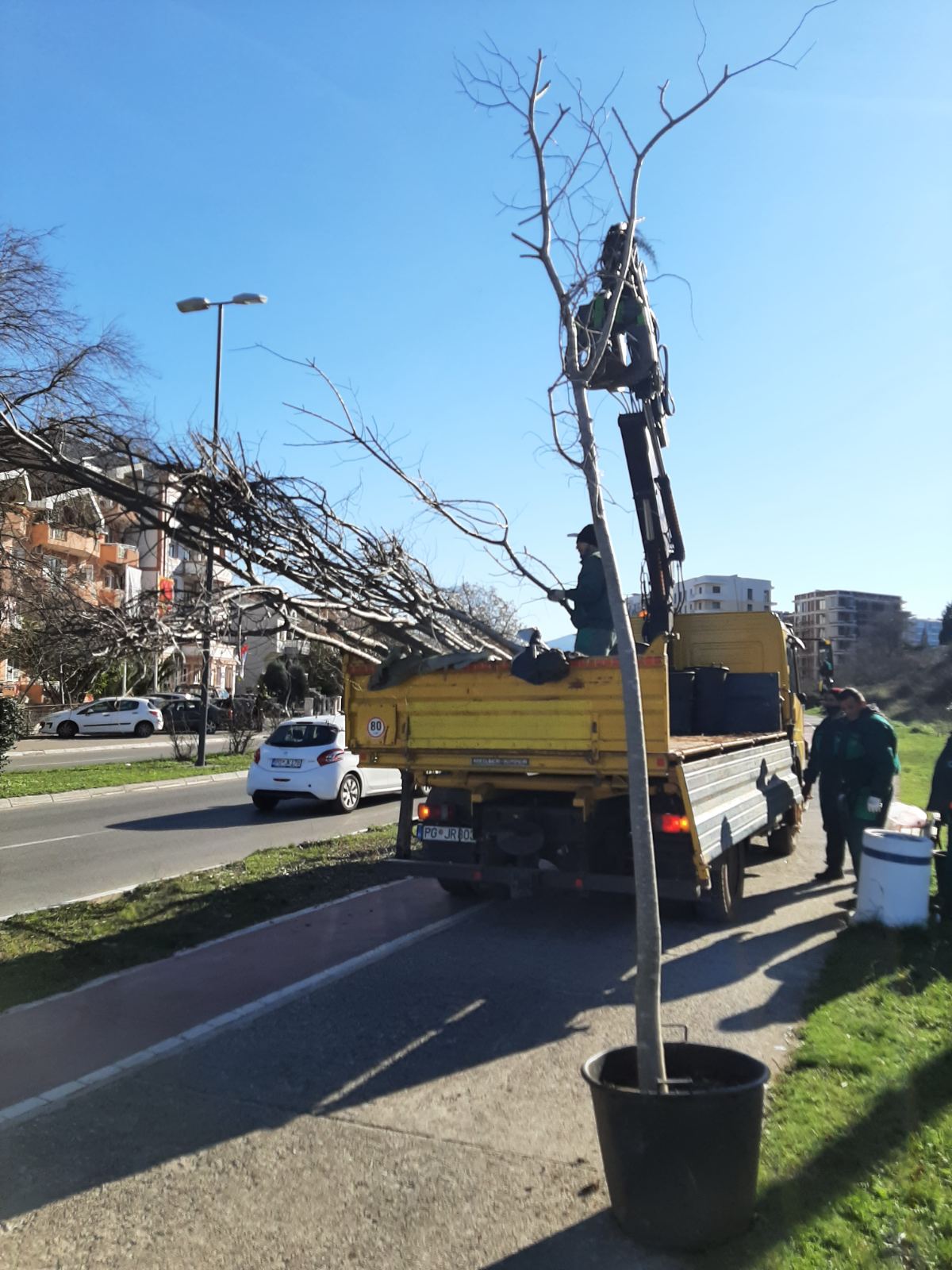 BULEVAR CRNOGORSKIH SERDARA DOBIJA NOVI DRVORED KOŠĆELA