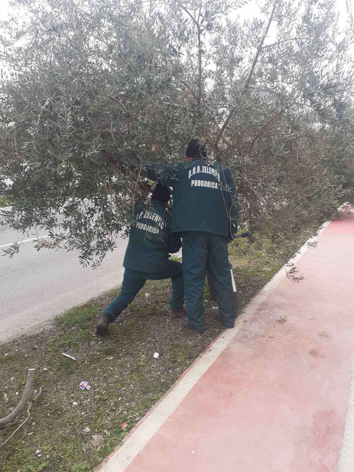 BULEVAR CRNOGORSKIH SERDARA DOBIJA NOVI DRVORED KOŠĆELA