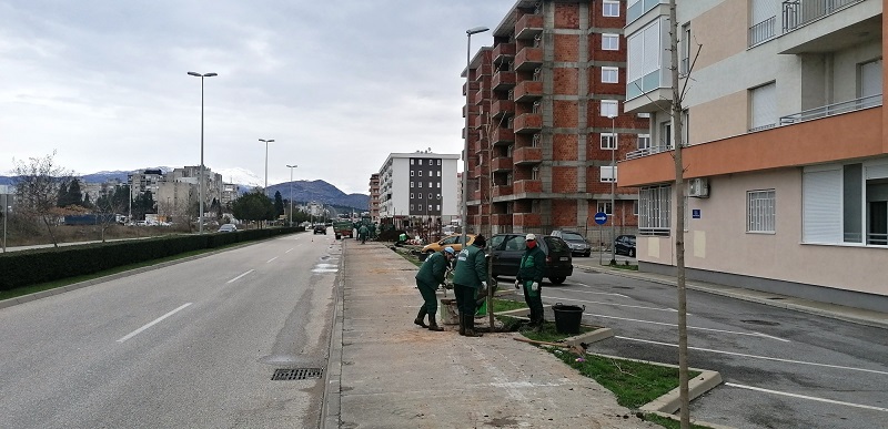 BULEVAR STANKA RADONJIĆA DOBIJA NOVI DRVORED OD 63 ODRASLE SADNICE
