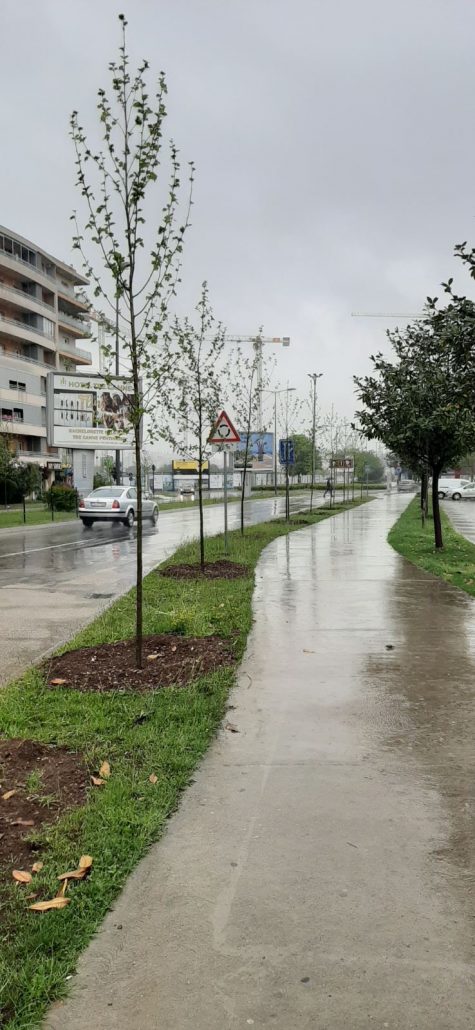 Iduće sedmice biće završen drvored od 125 platana na Cetinjskom putu