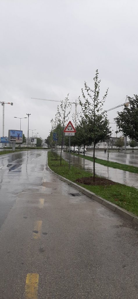 Iduće sedmice biće završen drvored od 125 platana na Cetinjskom putu