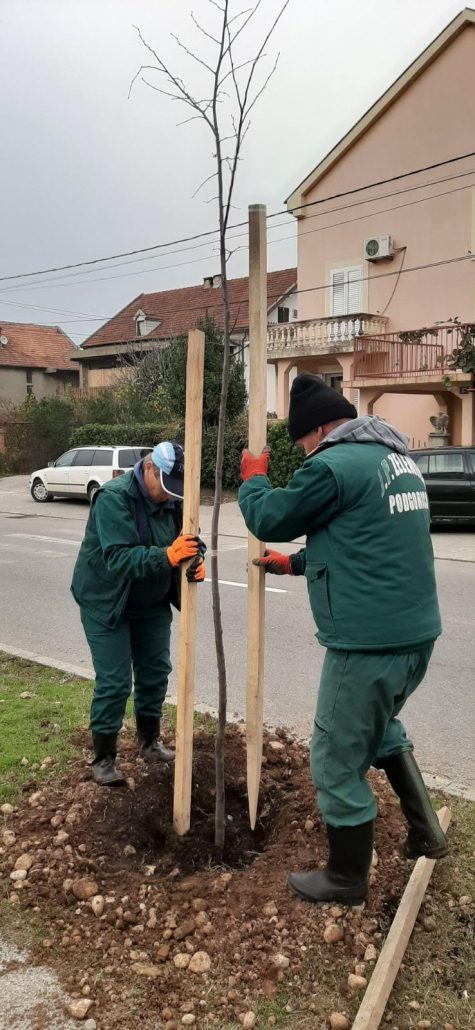 “Zelenilo” zasadilo novi drvored od 57 sadnica u Ulici Avda Međedovića