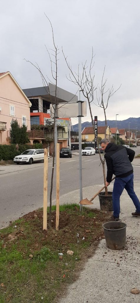 “Zelenilo” zasadilo novi drvored od 57 sadnica u Ulici Avda Međedovića